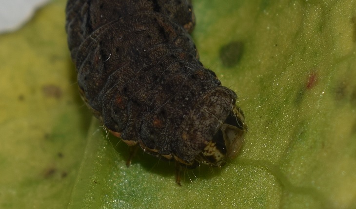 Bruco di Xestia c-nigrum (Noctuidae)